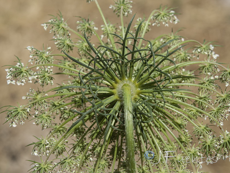 Daucus carota maximus.05