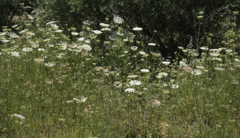 Daucus carota maximus.08