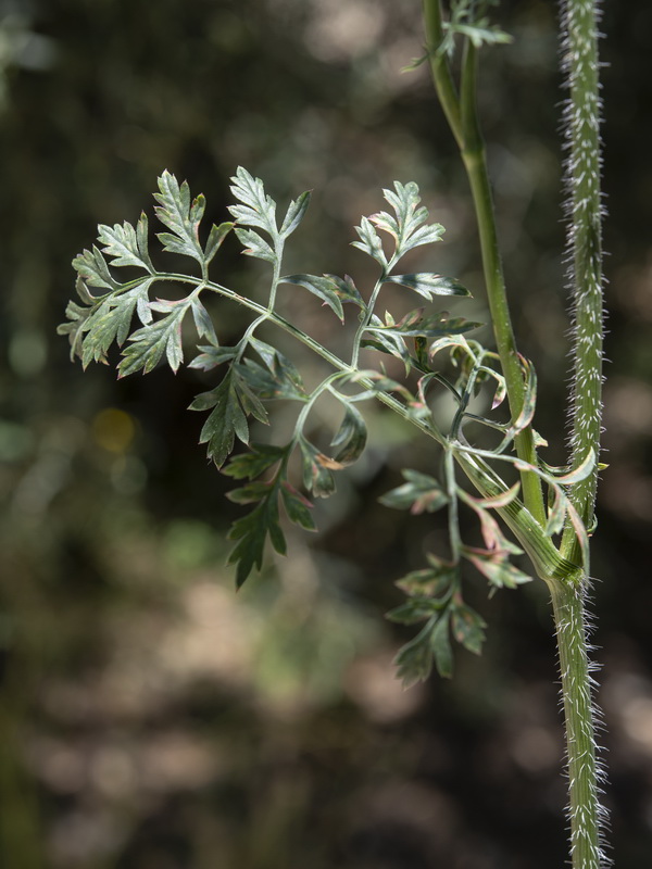 Daucus carota maximus.11
