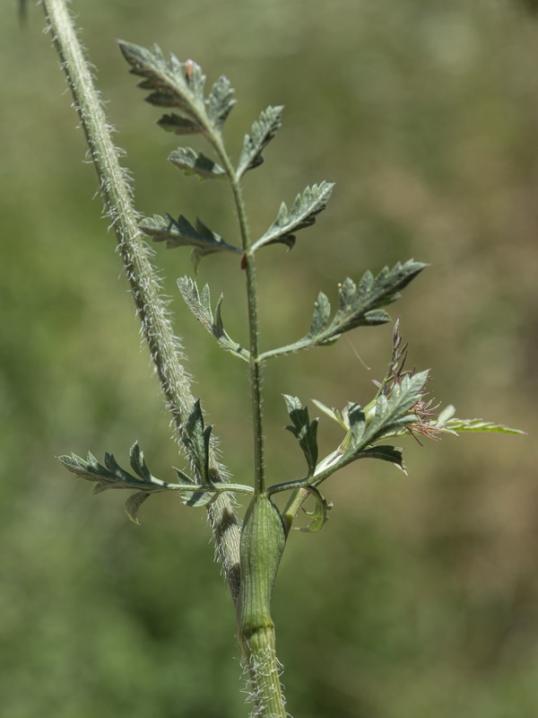 Daucus carota maximus.12