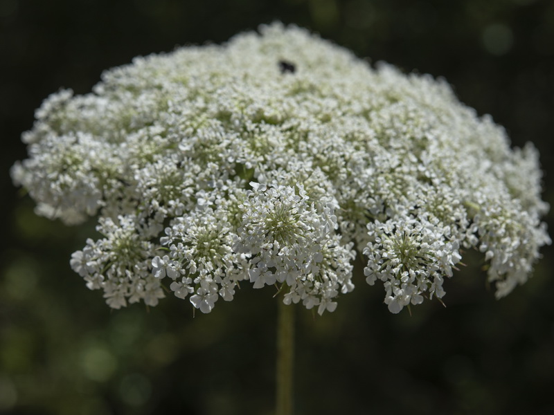 Daucus carota maximus.14
