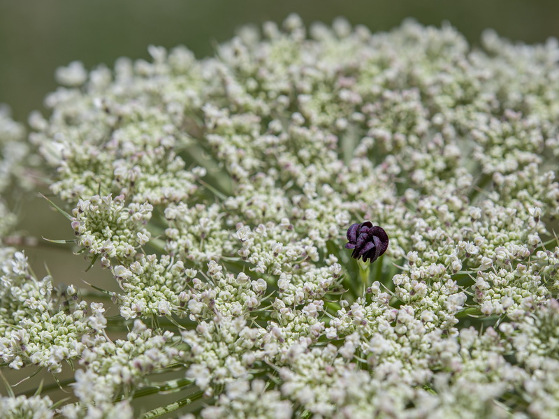 Daucus carota maximus.15