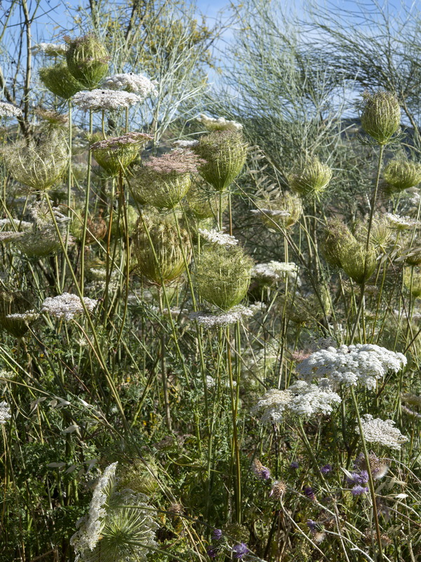 Daucus carota maximus.19