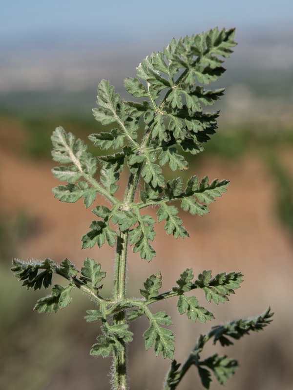 Daucus carota maximus.53