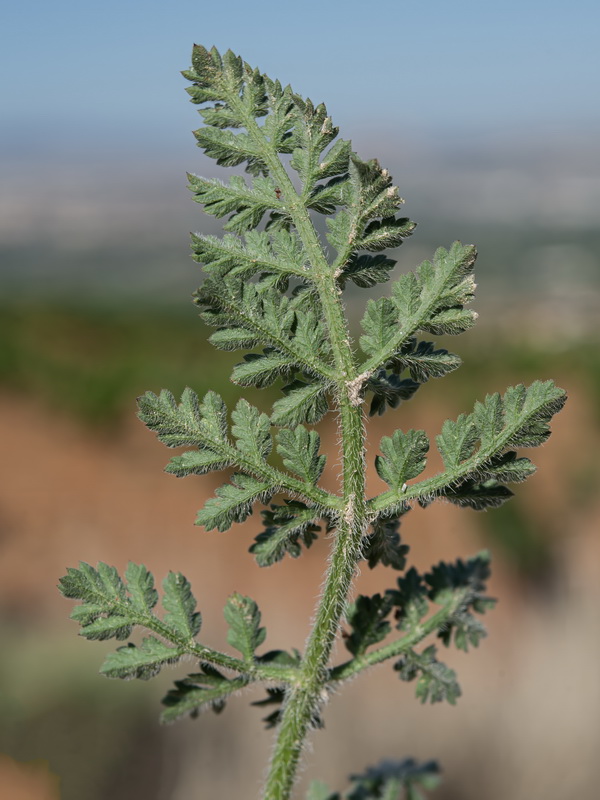 Daucus carota maximus.54