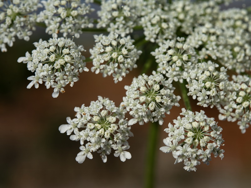 Daucus carota maximus.58