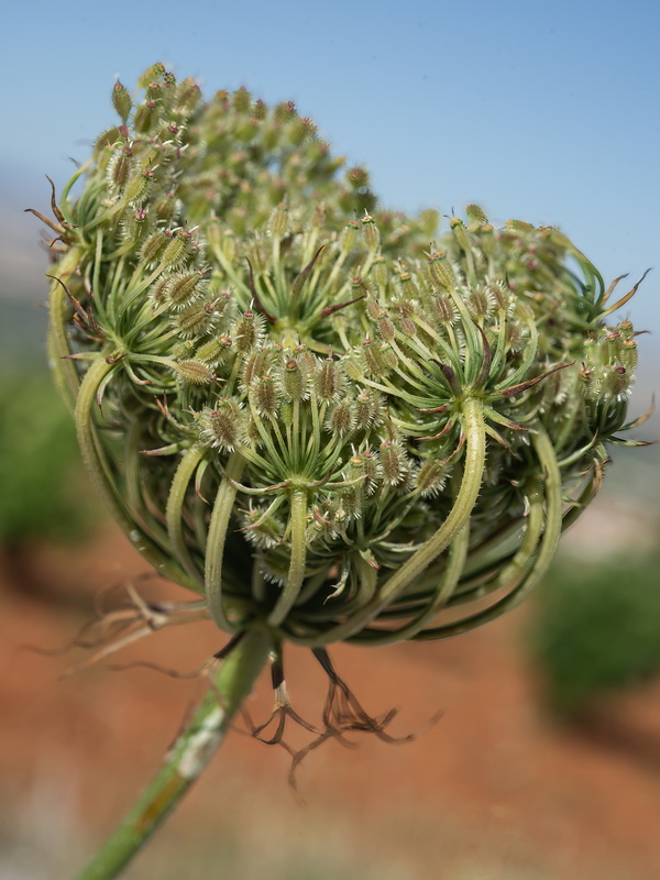 Daucus carota maximus.19