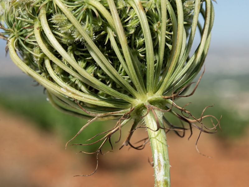Daucus carota maximus.62