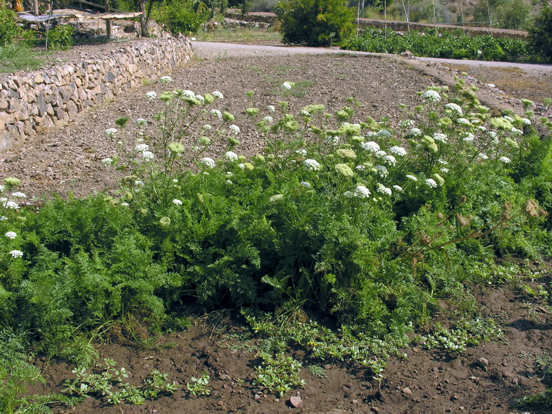 Daucus carota sativus.01