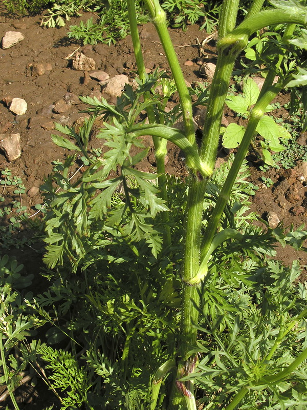 Daucus carota sativus.03