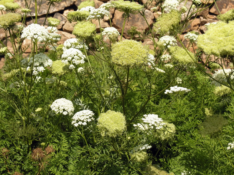 Daucus carota sativus.04