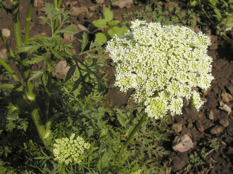 Daucus carota sativus.06