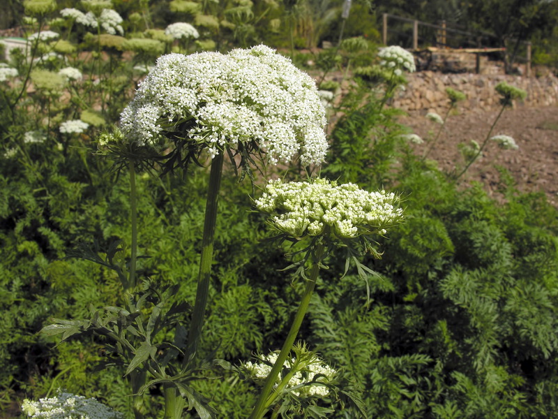 Daucus carota sativus.07