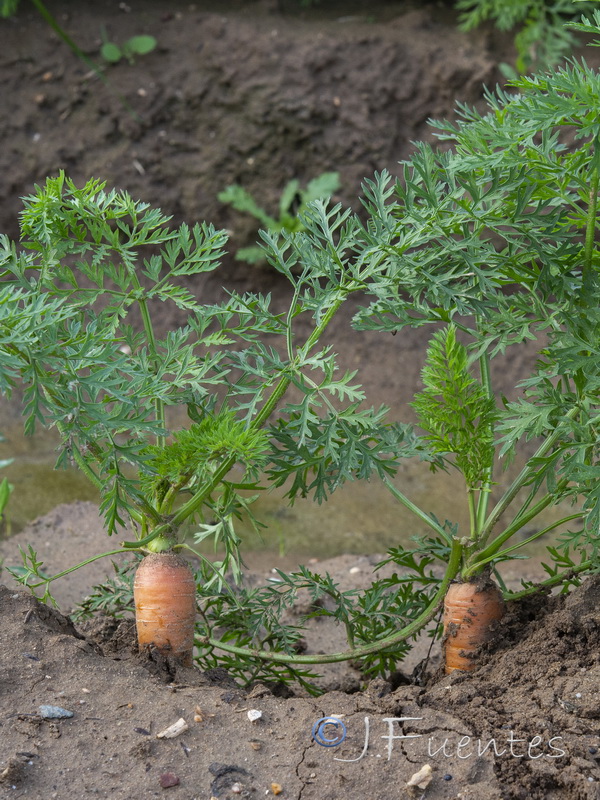 Daucus carota sativus.10