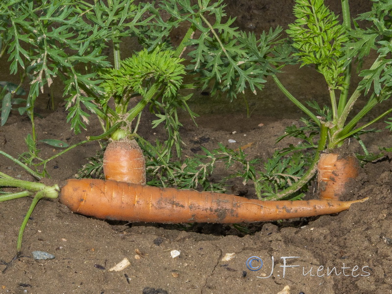 Daucus carota sativus.11