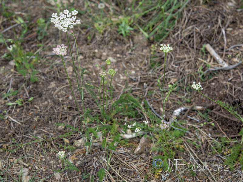 Daucus crinitus.01