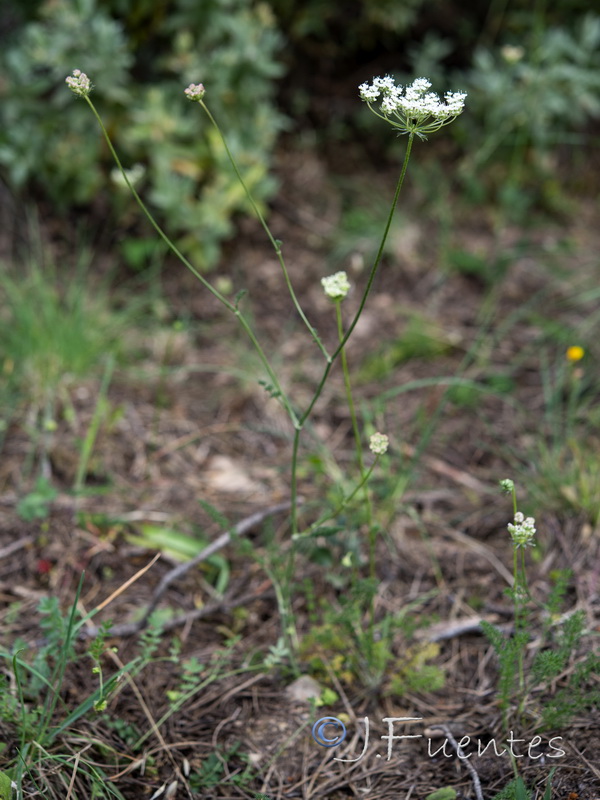 Daucus crinitus.02