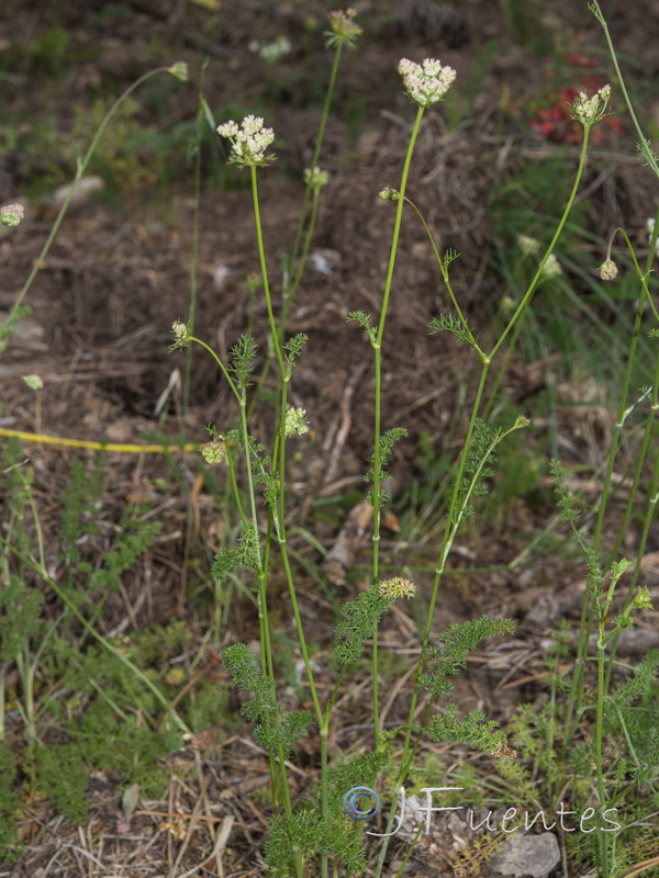 Daucus crinitus.03