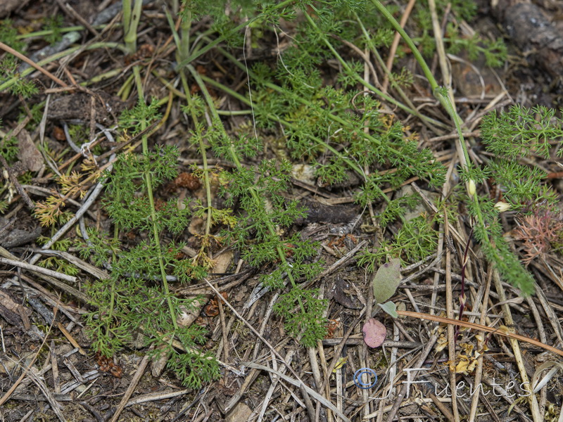 Daucus crinitus.04