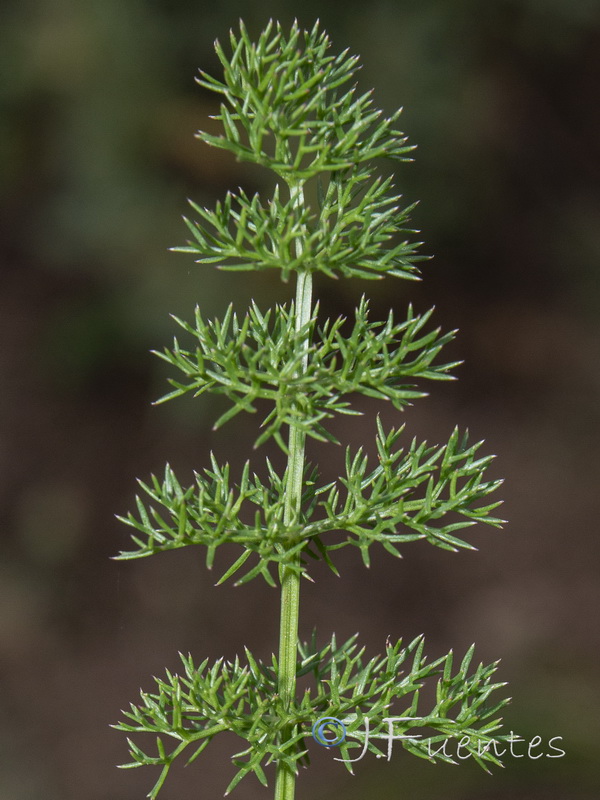 Daucus crinitus.05