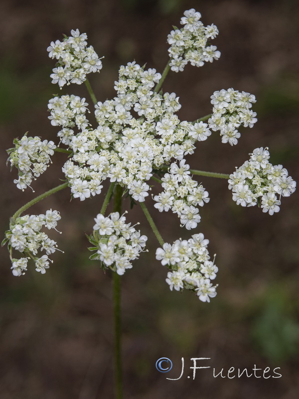 Daucus crinitus.07