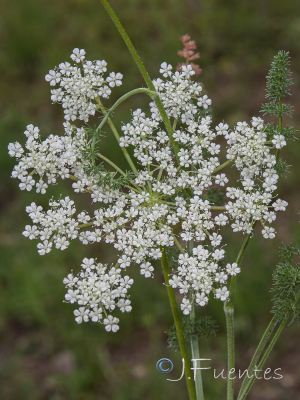 Daucus crinitus.08