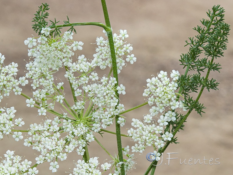 Daucus crinitus.10