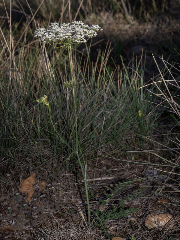 Daucus crinitus.11