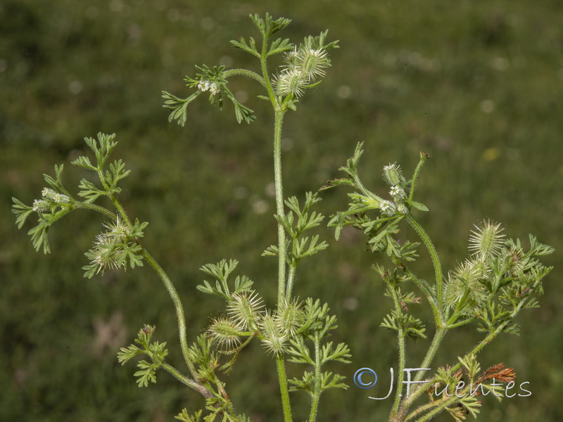 Daucus durieua.01