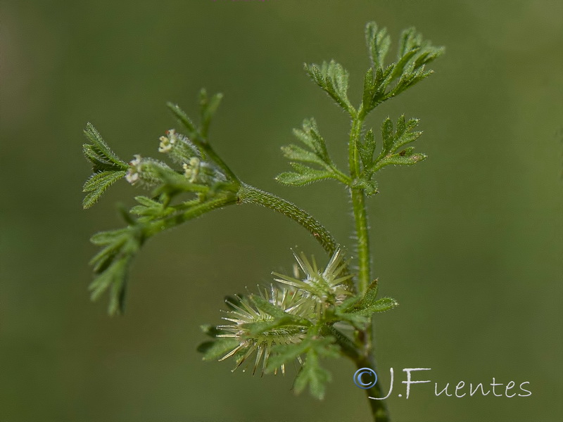 Daucus durieua.02