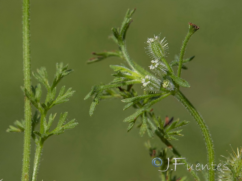 Daucus durieua.04