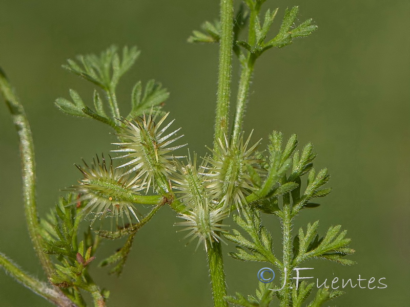 Daucus durieua.05