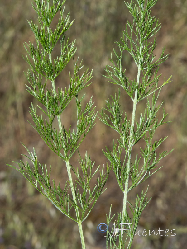 Daucus junceus.03