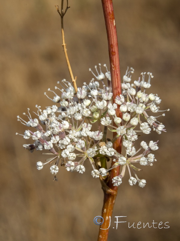 Daucus junceus.05