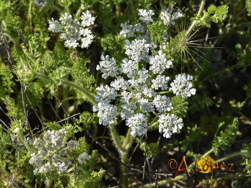 Daucus muricatus.01