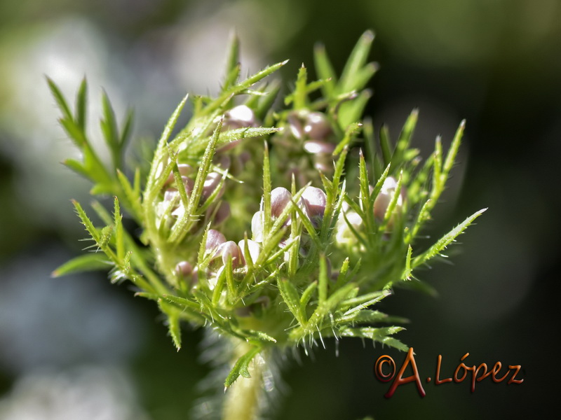 Daucus muricatus.04
