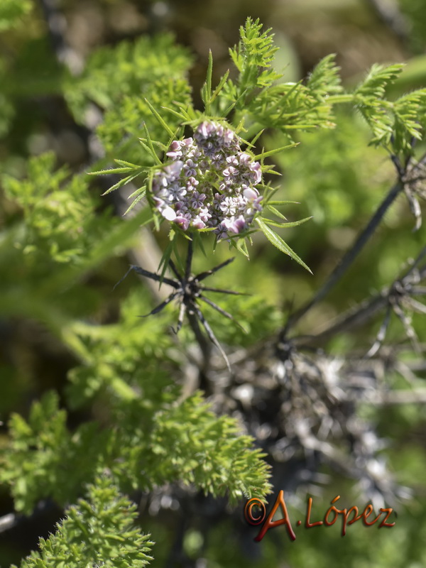 Daucus muricatus.05