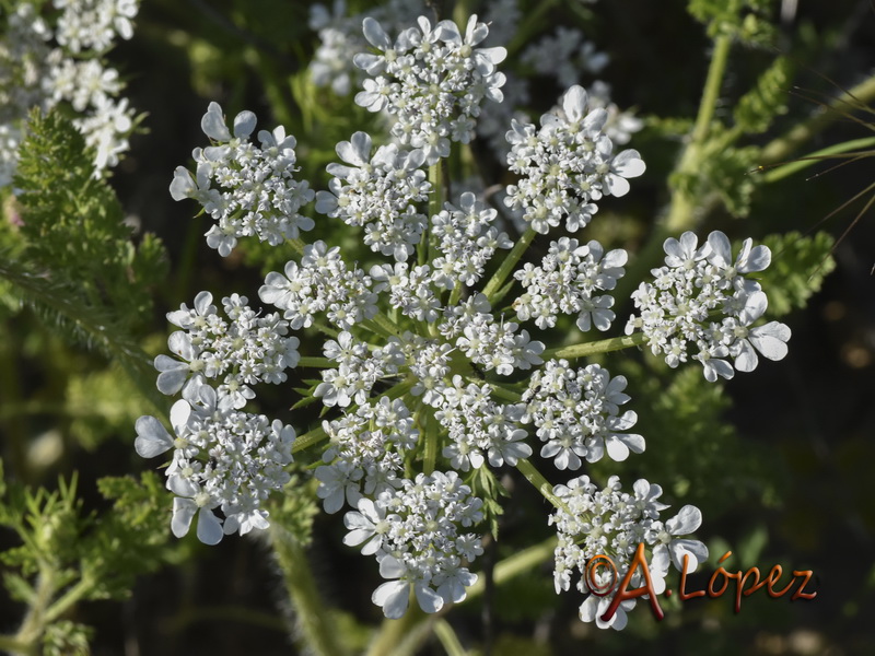 Daucus muricatus.06
