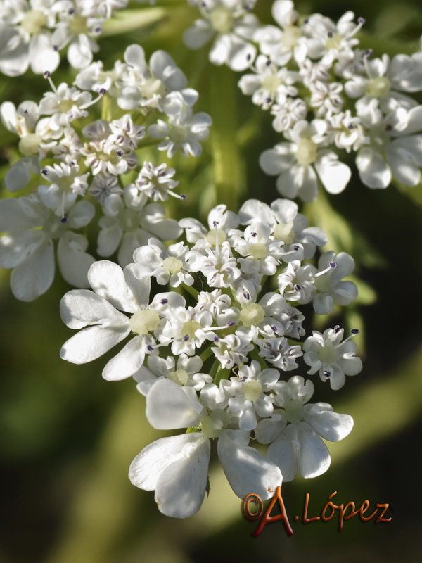 Daucus muricatus.08