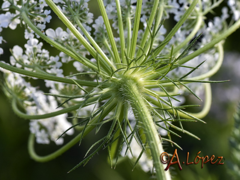 Daucus muricatus.11
