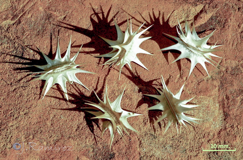 Daucus muricatus.12