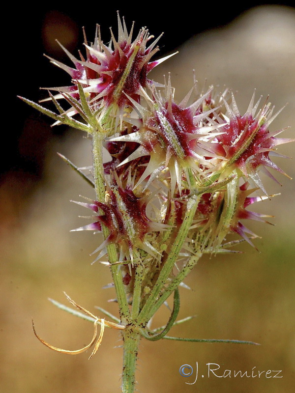 Daucus muricatus.14