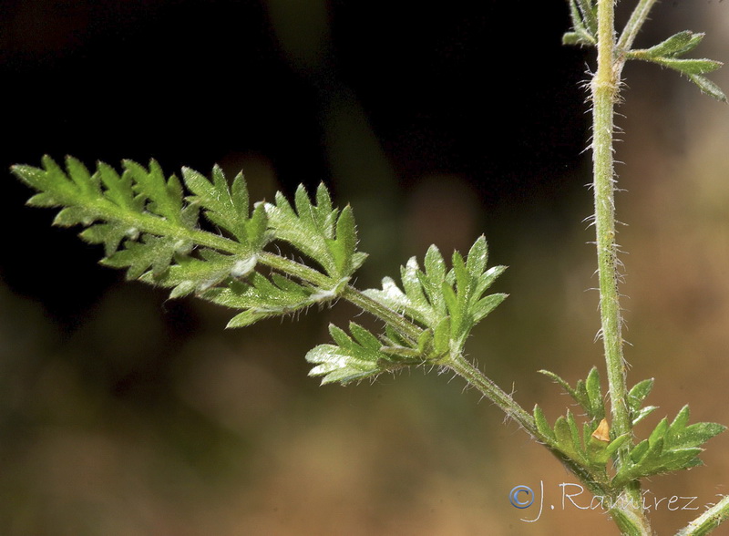 Daucus muricatus.02