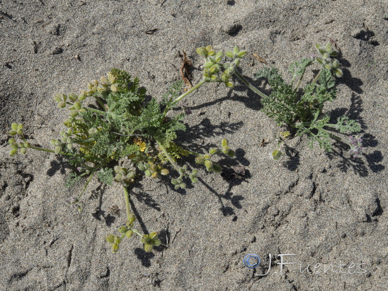 Pseudorlaya pumila.01