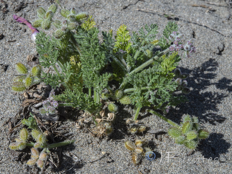 Pseudorlaya pumila.02