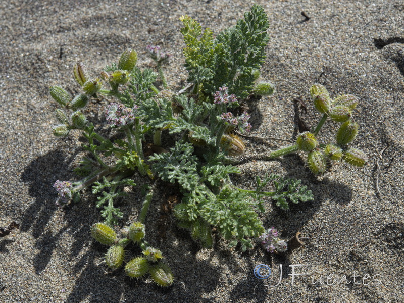 Pseudorlaya pumila.03