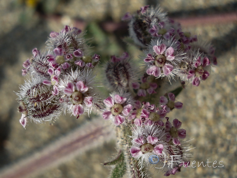 Pseudorlaya pumila.06