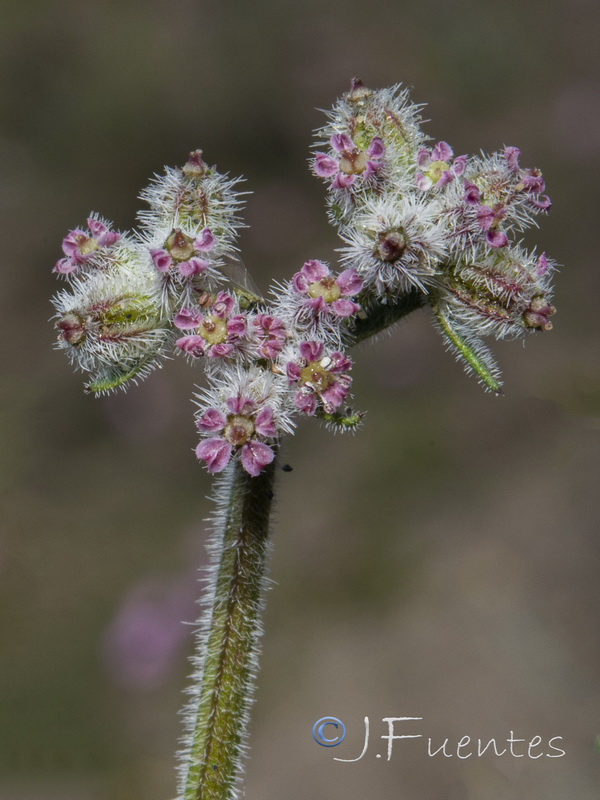 Pseudorlaya pumila.07