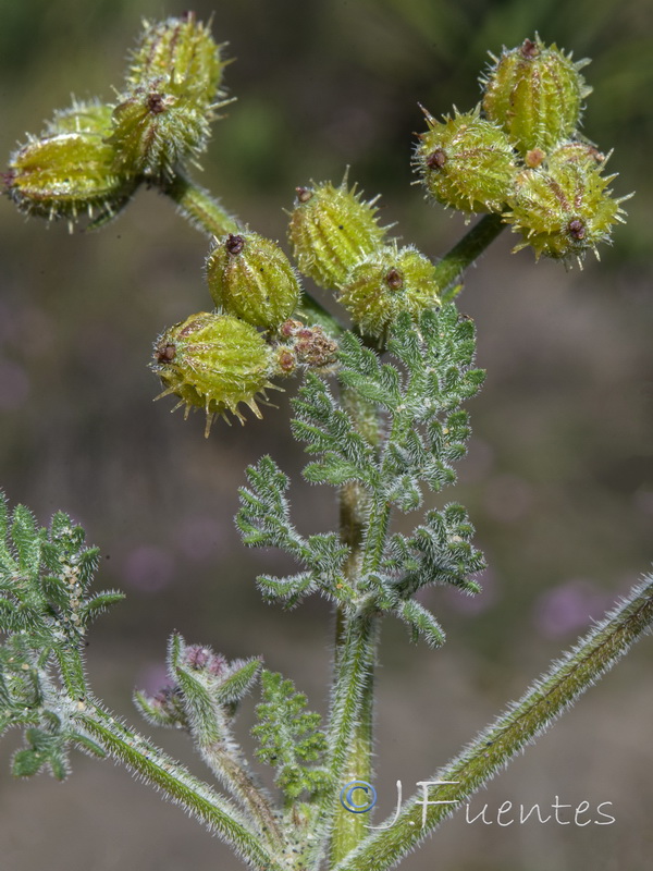 Pseudorlaya pumila.08