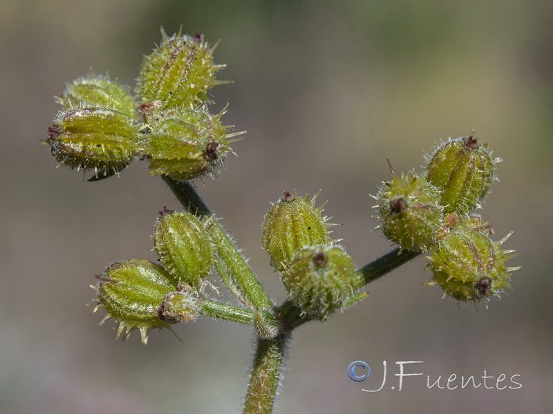 Pseudorlaya pumila.09